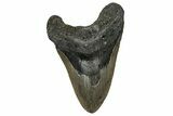 Fossil Megalodon Tooth - North Carolina #358918-1